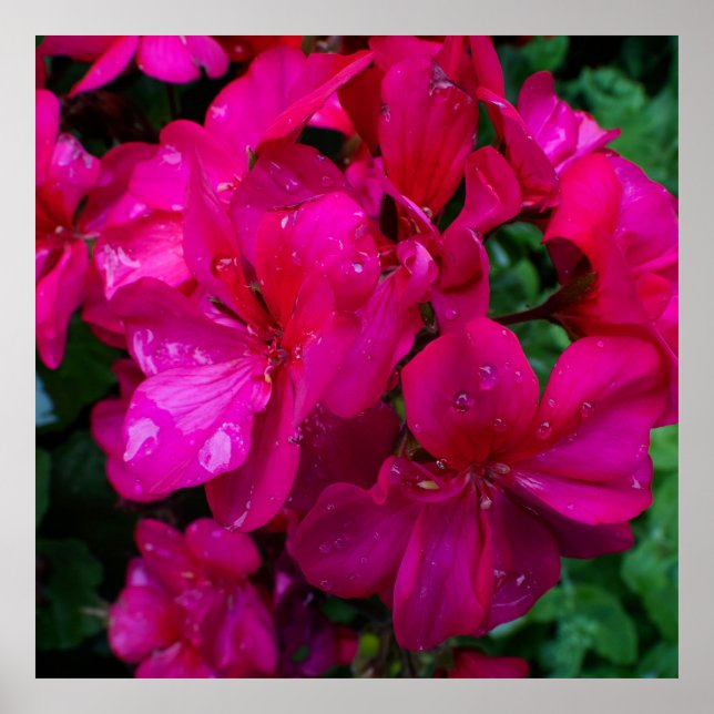 Poster Floral Molhada (Frente)
