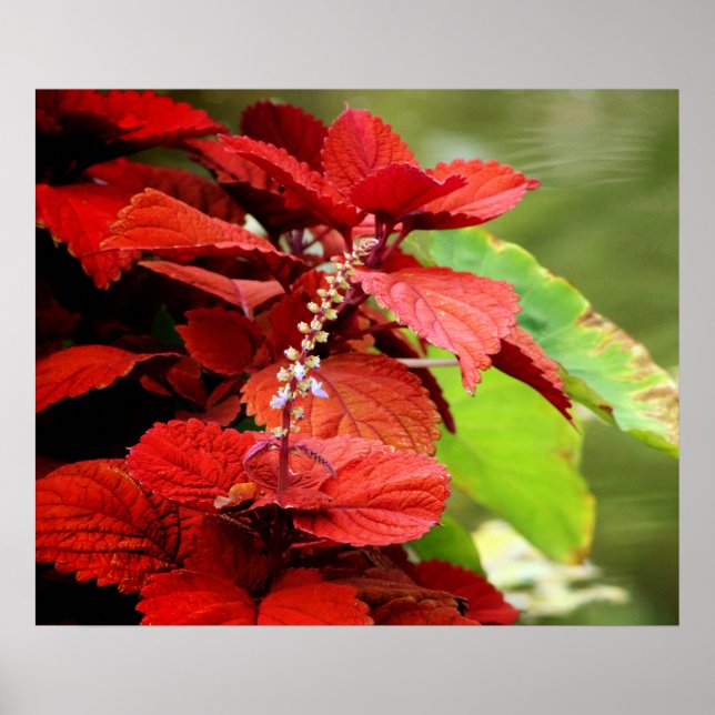 Poster Floral Pond (Frente)