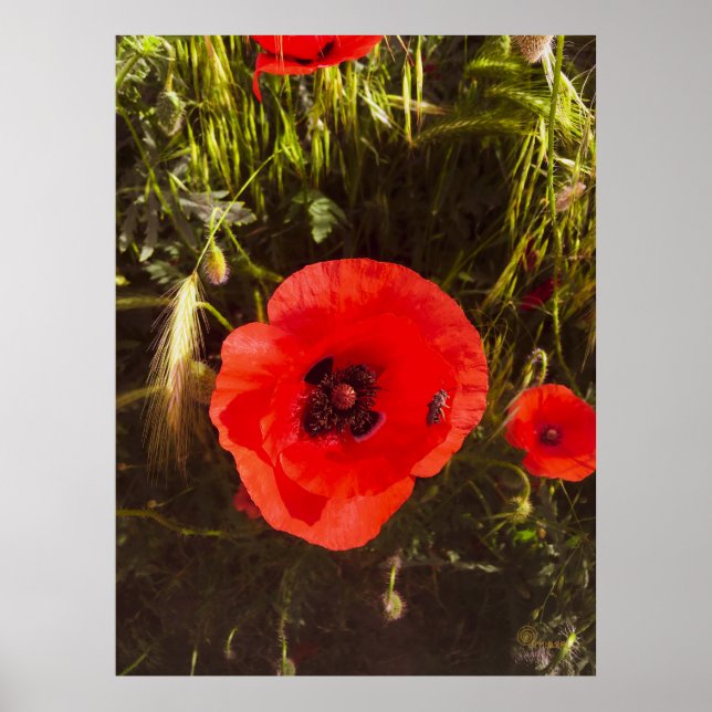 Poster Floral Poppy Dreamer – Botanical Fantasy Art  (Frente)