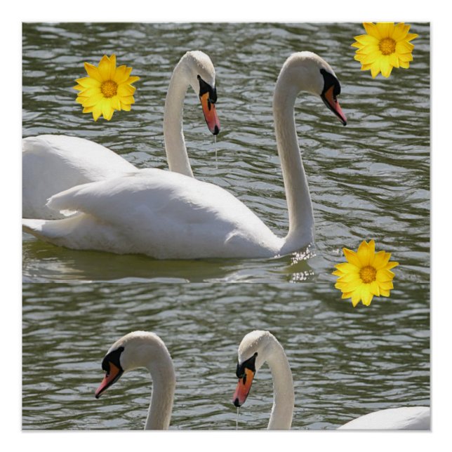 Pôster Floral Poster Swan (Frente)