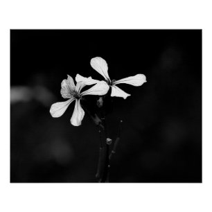 Pôster floral preto e branco minimalista