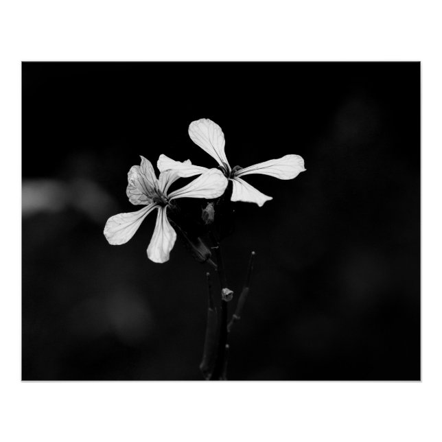 Pôster floral preto e branco minimalista (Frente)