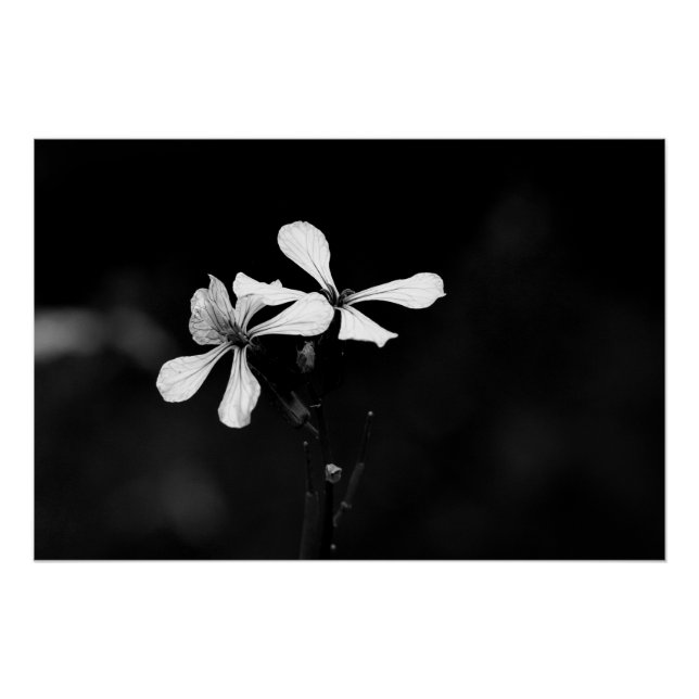 Pôster floral preto e branco minimalista (Frente)