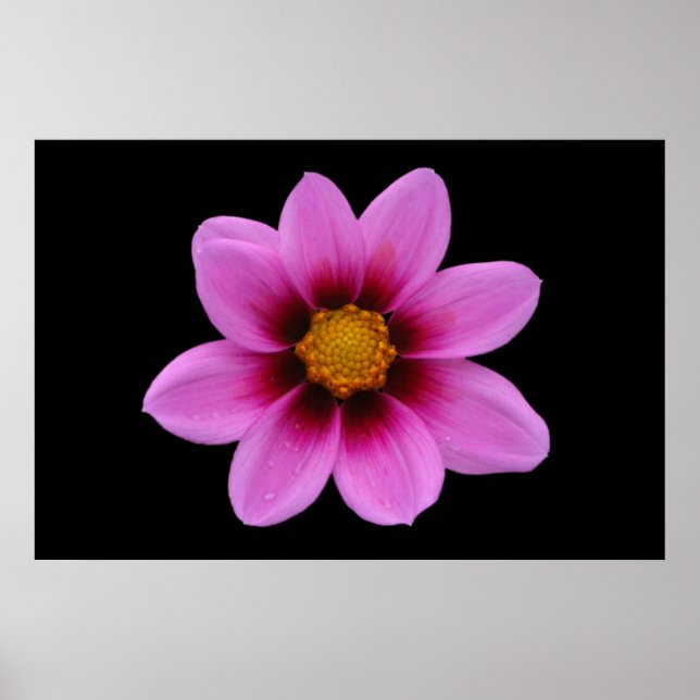 Poster Floral Rosa (Frente)