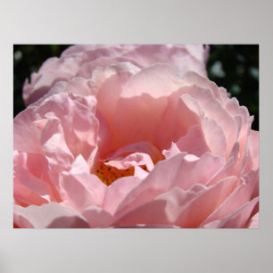 Poster Floral Sunlit Pink Rose Flower Moms Holidays