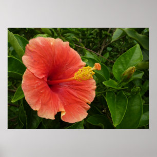 Pôster Floral Tropical de Flor de Hibiscus Laranja