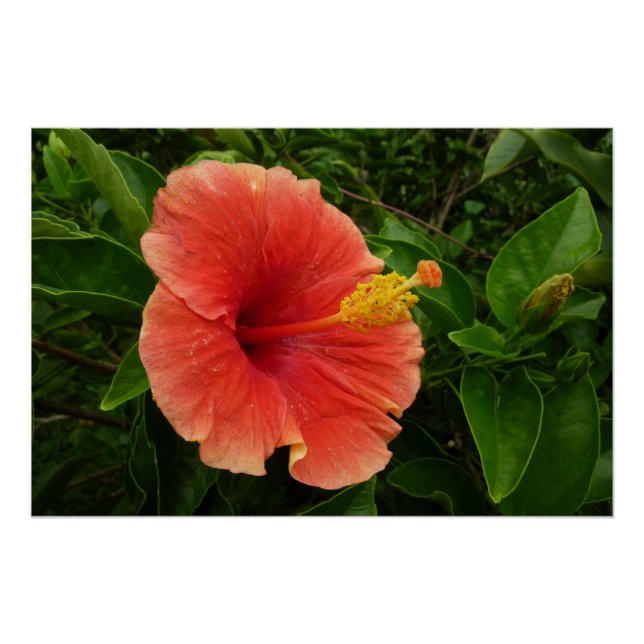 Pôster Floral Tropical de Laranja Hibiscus (Frente)