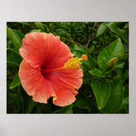 Pôster Floral Tropical de Laranja Hibiscus