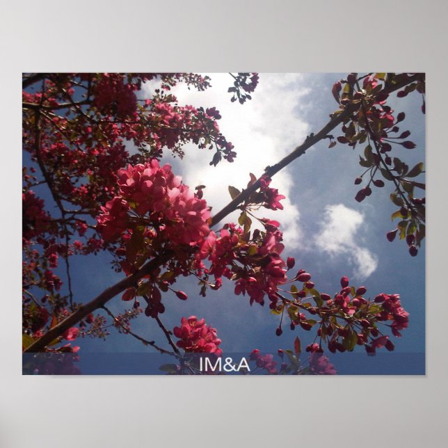 Poster Floral Vermelho Blossomas 2 (Frente)