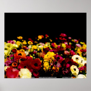 Pôster Floralscape/JSKCA001