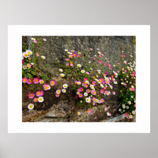 Poster Flores