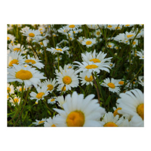 Pôster Flores