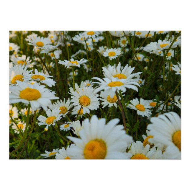 Pôster Flores (Frente)
