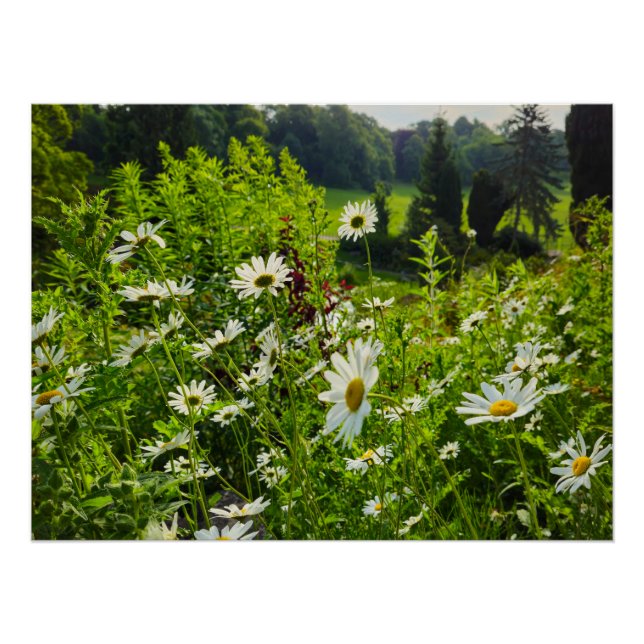 Pôster Flores (Frente)