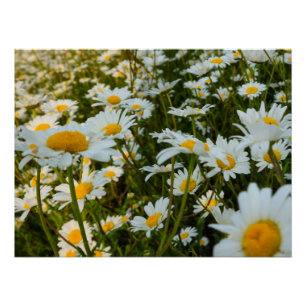 Pôster Flores