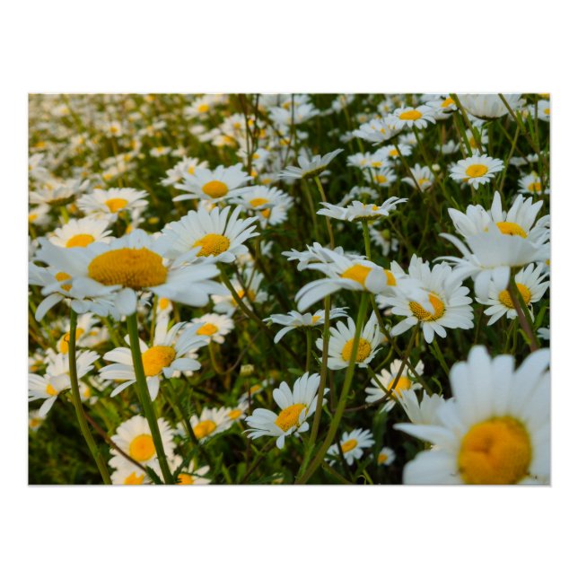 Pôster Flores (Frente)