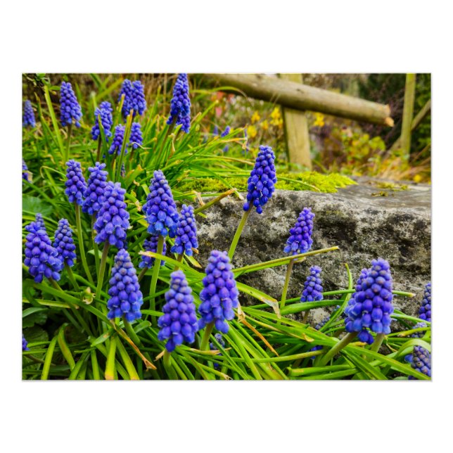 Pôster Flores (Frente)