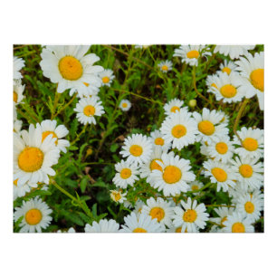 Pôster Flores