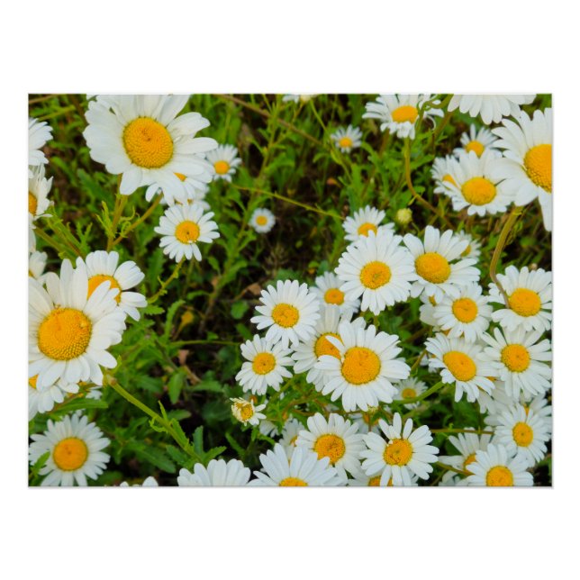 Pôster Flores (Frente)