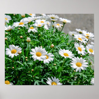 Poster Flores