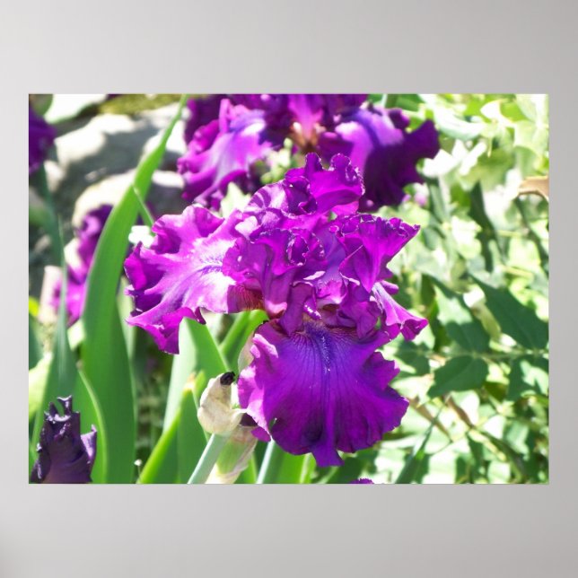 Poster flores (Frente)