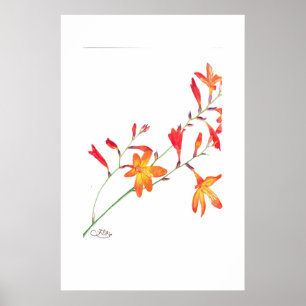Poster Flores alaranjadas