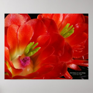 Poster Flores alaranjadas vermelhas do cacto do ponche