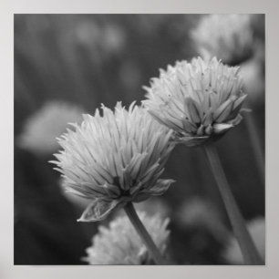 Poster Flores Alho Negras E Brancas Scallions Bloqueantes