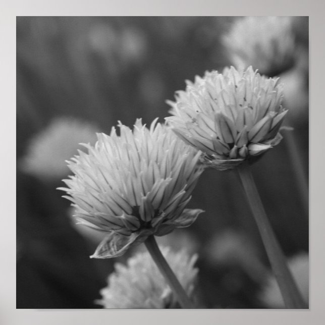 Poster Flores Alho Negras E Brancas Scallions Bloqueantes (Frente)