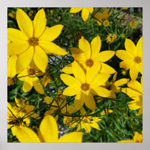 Pôster flores amarelas