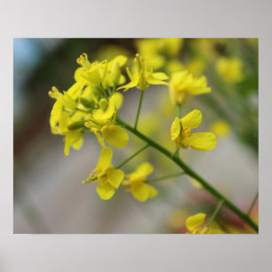 Poster Flores Amarelas