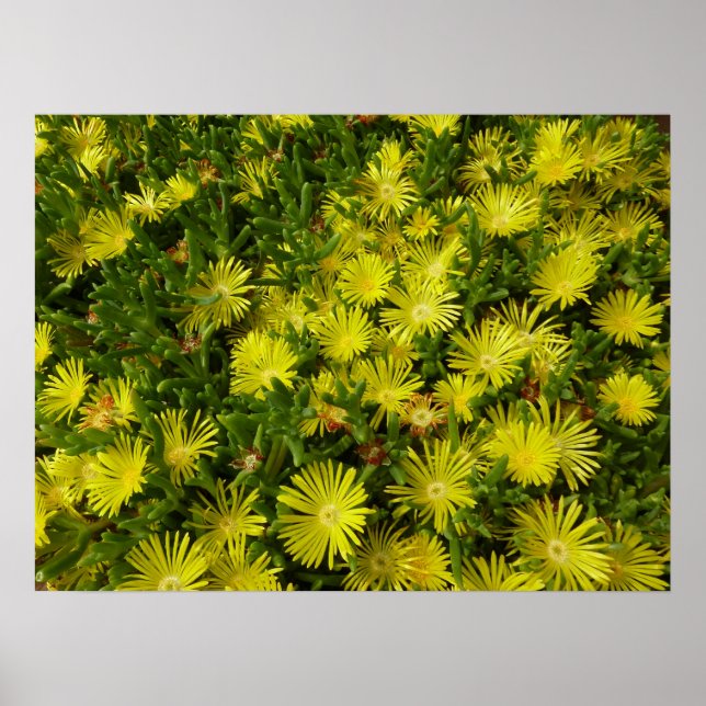 Poster Flores Amarelas Da Planta De Gelo ouro (Frente)