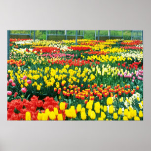Pôster flores amarelas das estufas de Keukenhof