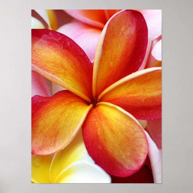 Poster Flores Amarelas de Plumeria Frangipani Hawaii (Frente)