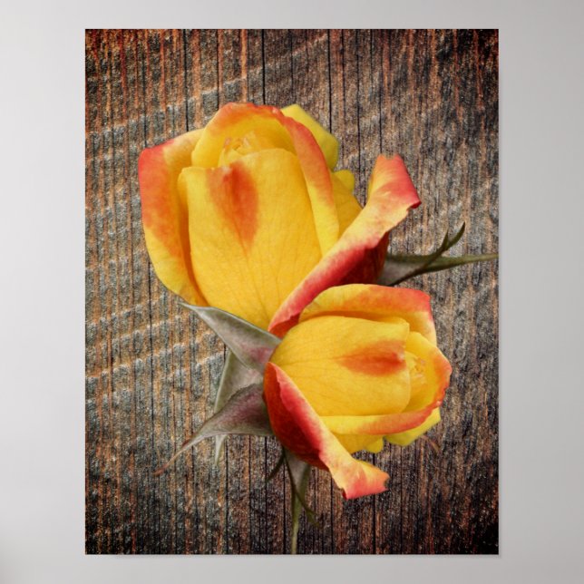 Poster Flores Amarelas De Rosebud A Bordo (Frente)