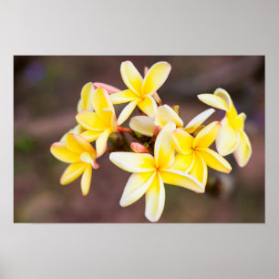 Pôster Flores amarelas do frangipani