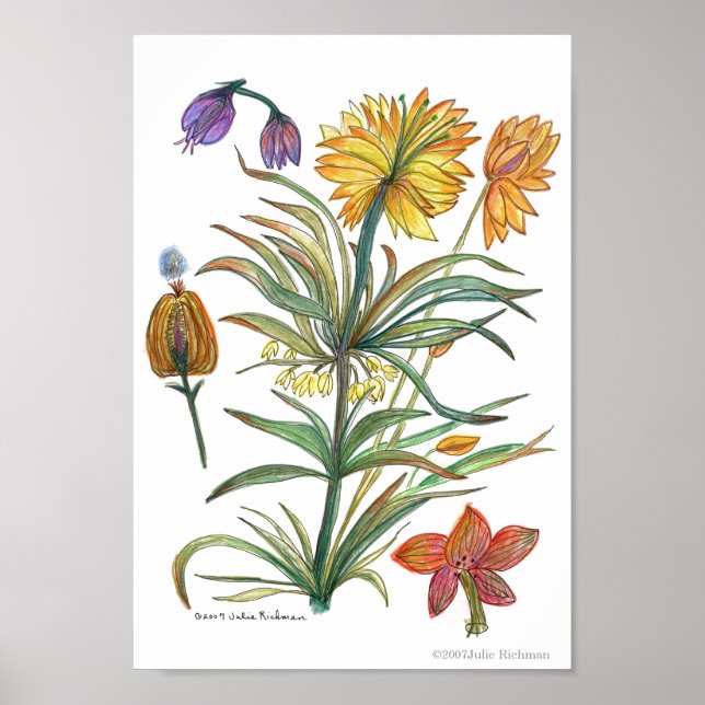 Poster Flores Amarelas do ouro 52 Poster-A (Frente)