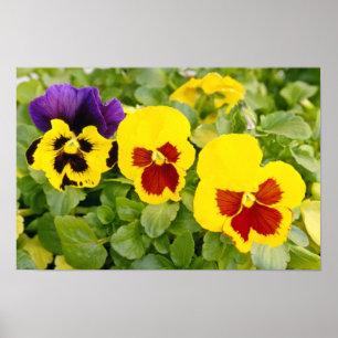 Pôster flores amarelas dos Pansies