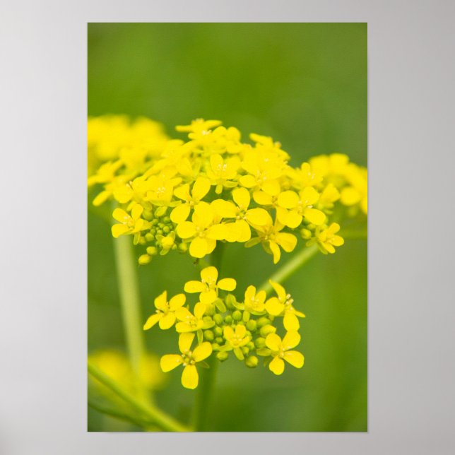 Poster Flores amarelas gentis e fofinhas no primavera (Frente)