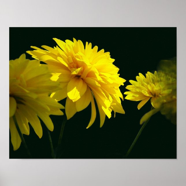 Poster Flores Amarelas Goldquell Ao Sol (Frente)