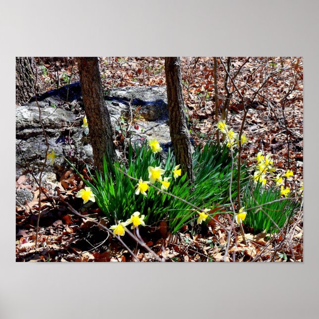 Poster Flores Amarelas Narcisos no Cartaz de Foto da Flor (Frente)