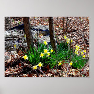 Poster Flores Amarelas Narcisos nos Cartazes de Fotos da 