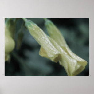 Poster Flores Amarelas - Orvalho da Manhã