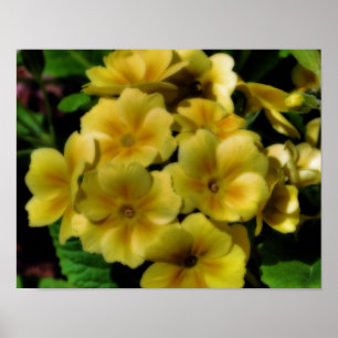 Pôster Flores Amarelas Primrose Efeito Orton