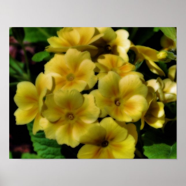 Pôster Flores Amarelas Primrose Orton Art (Frente)