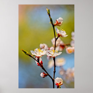 Poster Flores Apricot Japonesas