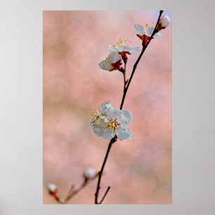 Poster Flores Apricot Japonesas Atrativas