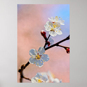 Poster Flores Apricot Japonesas Brancas Clássicas