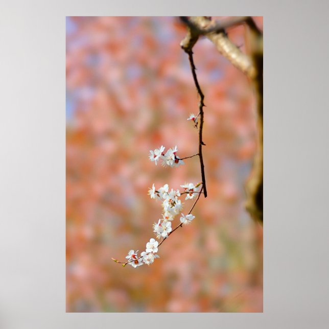Poster Flores Apricot Japonesas Elegantes (Frente)