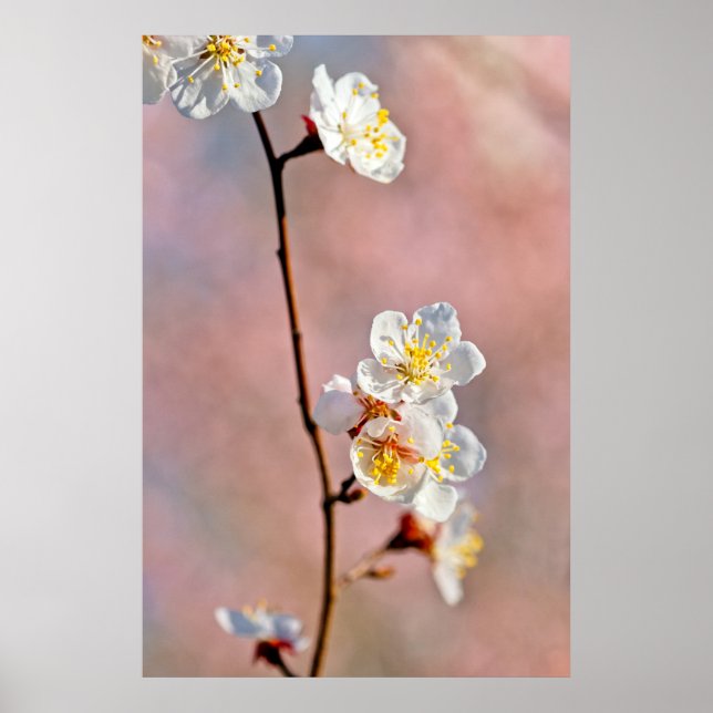 Poster Flores Apricot Japonesas Fascinantes (Frente)